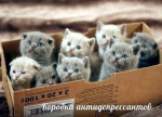 6SIRQeB4Dm0.jpg