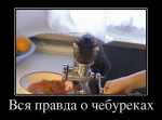 86199175_vsya-pravda-o-cheburekah.jpg