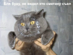 kotofej_40.jpg